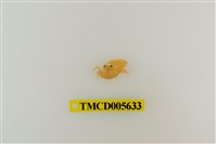 藏品(日本岩瓷蟹)的圖片